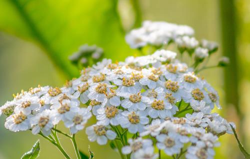 ������ ����