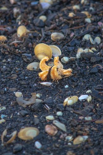 ������ �����������? � ��� - ������ ����*