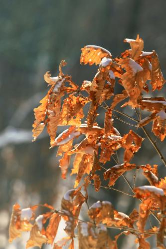 ������ ����