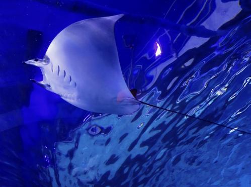 ������� ������