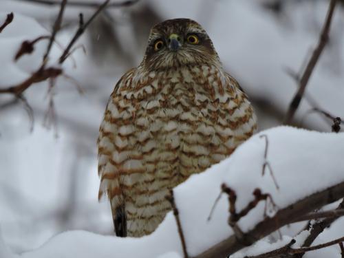 ������������