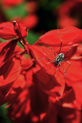 ����������� ������