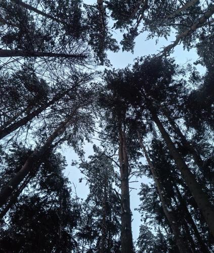 ��� ����� �����