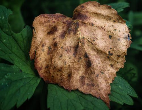 �������� �������