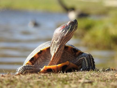 ���������� ��������