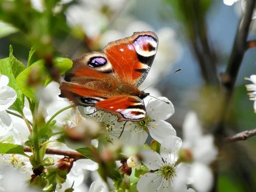 �������� ����