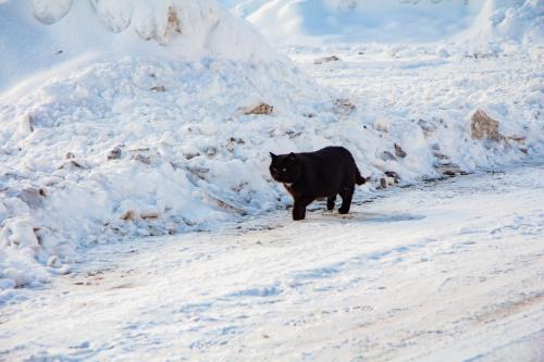 ������ ���