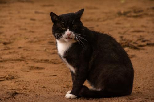 ������� �������.