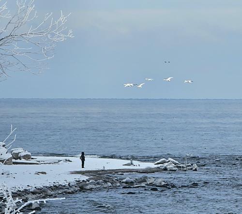 ������ ������