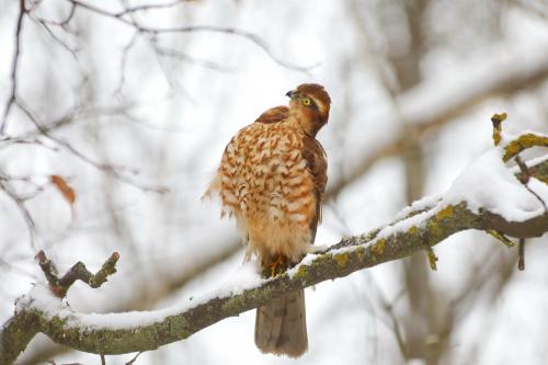 ���������. 