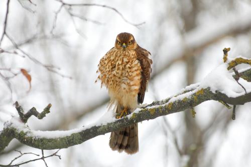 ������-������������. 