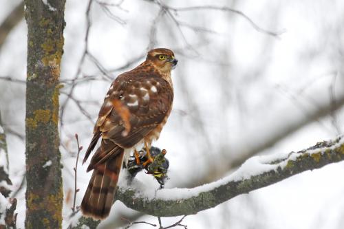 � �������. 