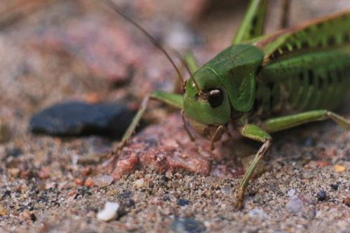 ����� �������