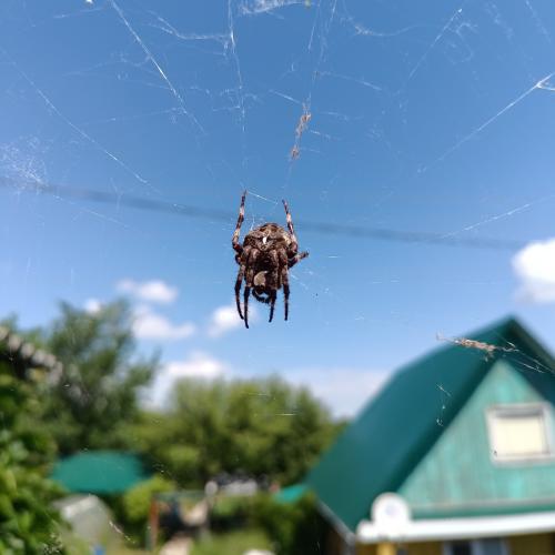 Araneus diadematus