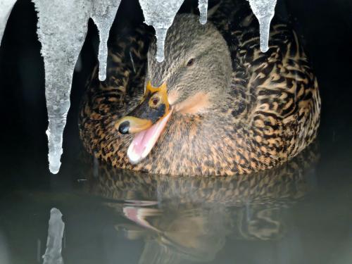 ������� �������