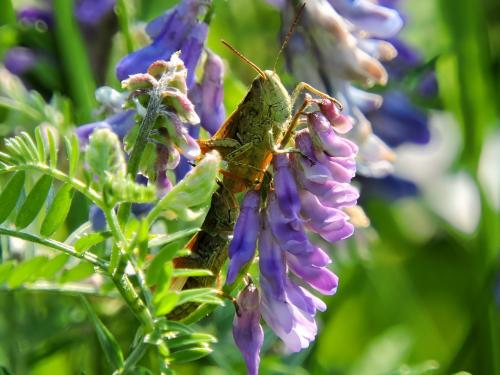 � ����� ����� ��������