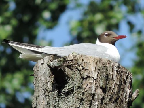 ������ �����