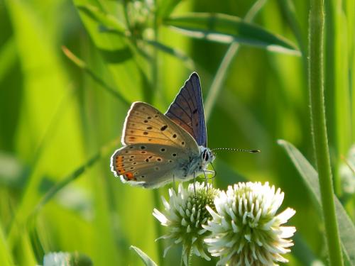 �������� ����������