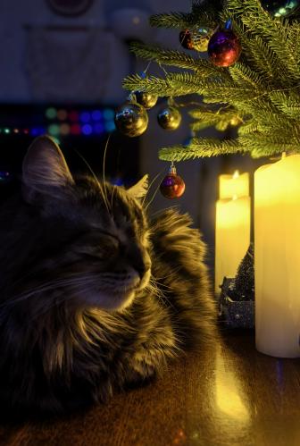 ������ ������ �����