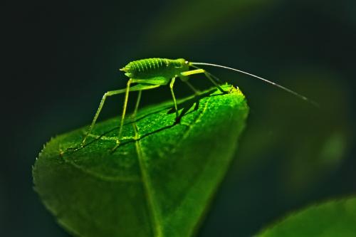 �������� ����������� 4