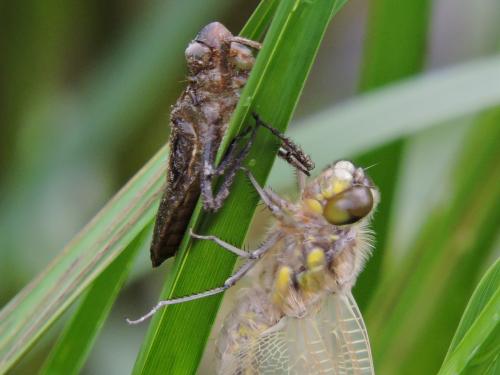 �������� ��������