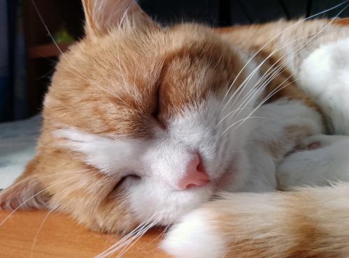 ������� ���