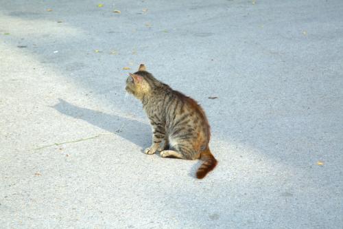 ��� �������