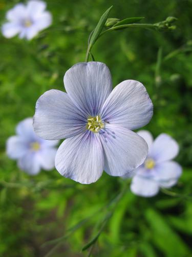 ����� ��