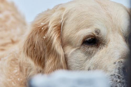 � ������ 