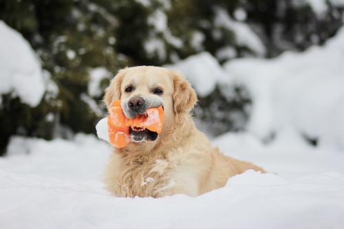 � �������