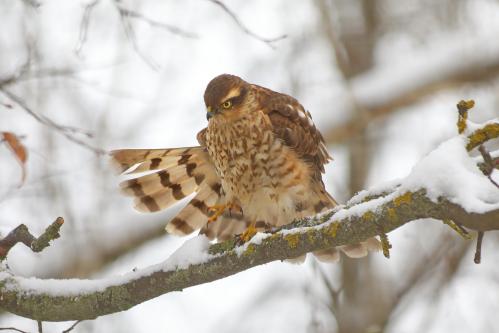 ��������. 