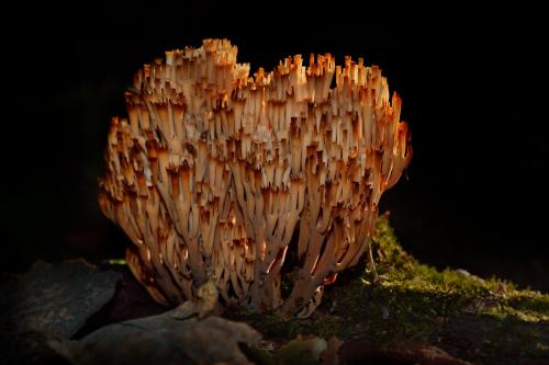 ����� - ������ �����. 