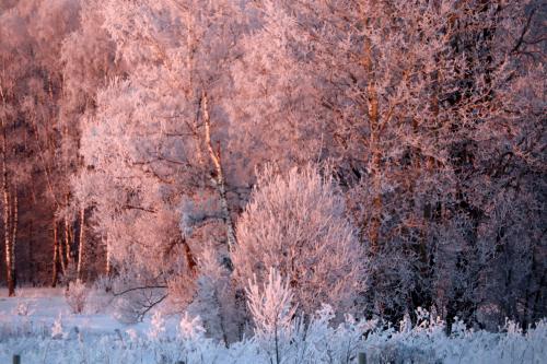 ������ ������