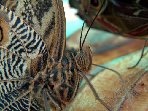 ������� �������