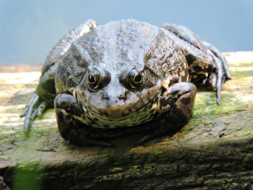 ������� �������