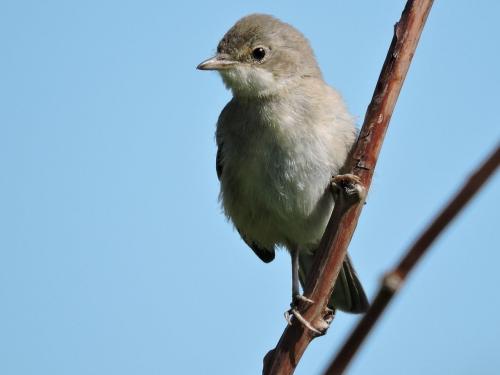 ����� ������