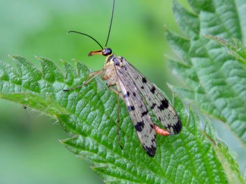 ������������ ������������