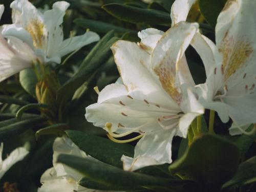 ����� ������������ 