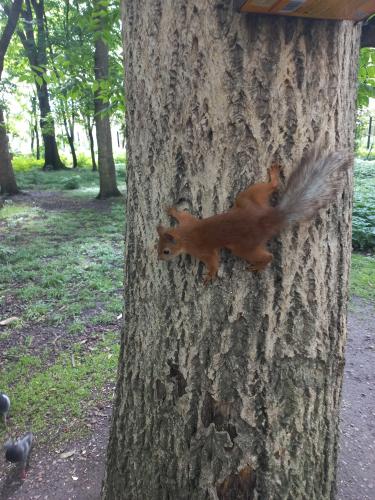 ����������� ������� � �����