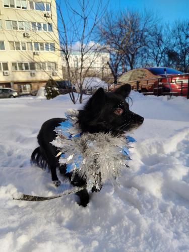 �������� �������� 