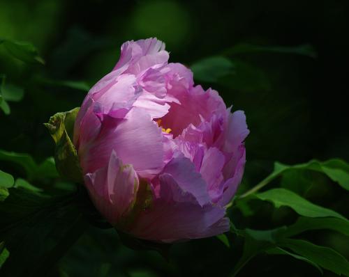 ���� ������������