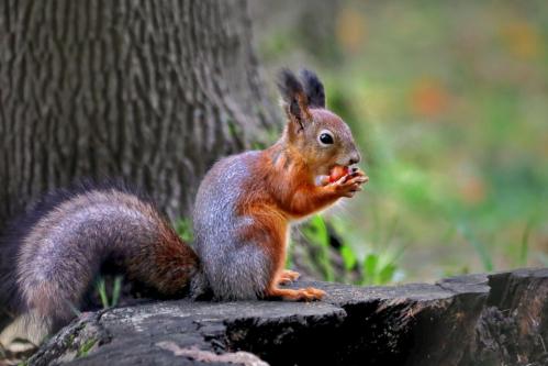 ������� ������. 