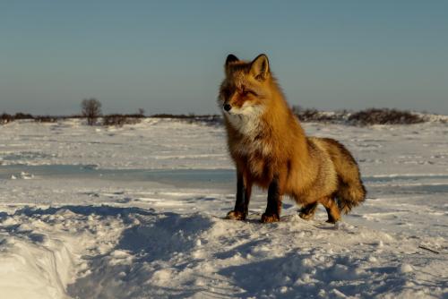 ����� ����