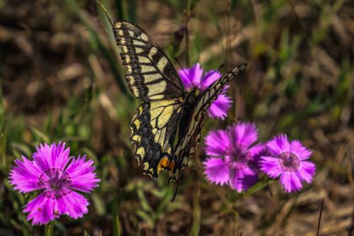 ������ ������