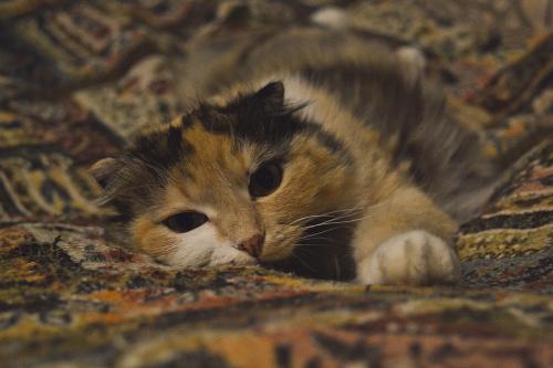 ����������