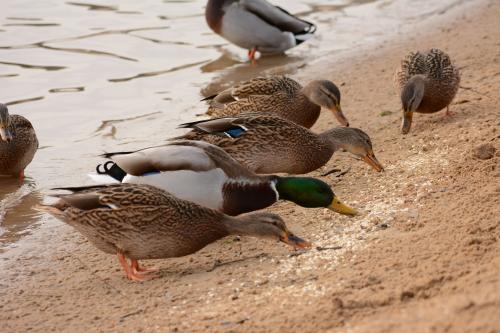 �� ������� �����������!