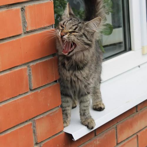 �������� �����