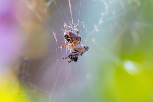 ���� �� ������