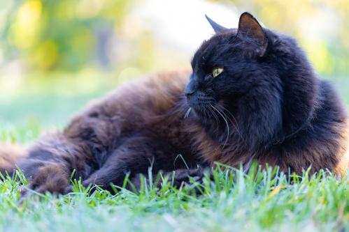 ����� ���� �� �����