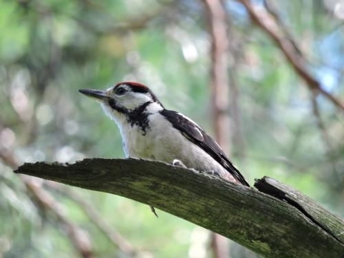 ������� ������ �����